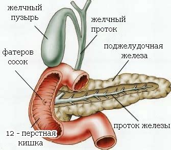 Двенадцатиперстная кишка