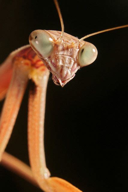 Chinese Mantis Portrait | Cute small animals, Bugs and insects, Praying ...