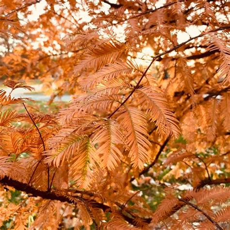 redwood tree leaves stock  pictures royalty  images