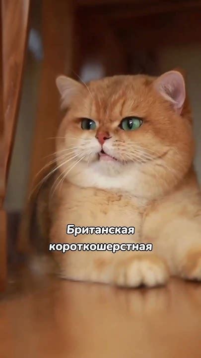 Самые популярные породы кошек #кот #кошка #котики - YouTube