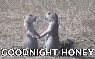 Squirrel Honey GIF - Squirrel Honey GoodNight - Discover & Share GIFs