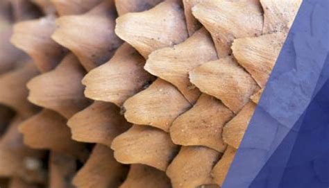 Medium Project Charter | Canadian Management Centre