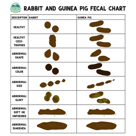 Identifying Chipmunk Droppings – Netzdot