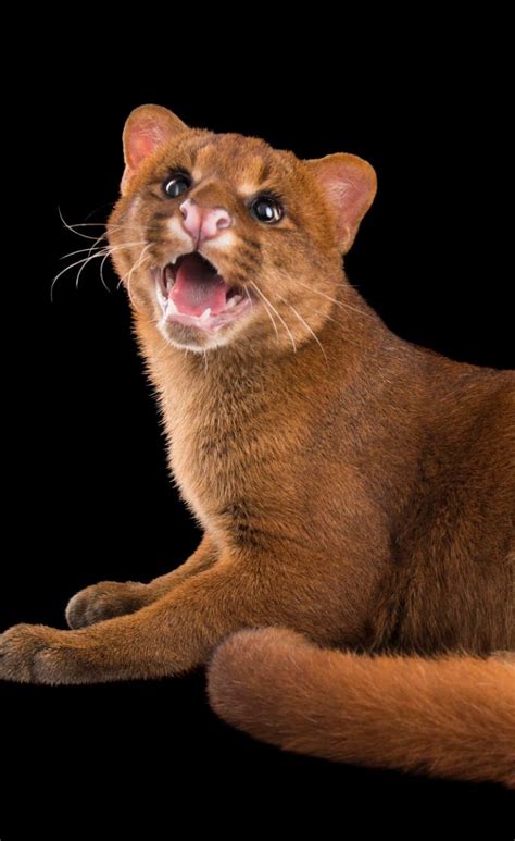 Jaguarundi (Puma yagouaroundi) at Bear Creek Feline Center. https://www ...