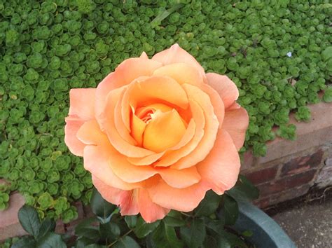 Whiskey Mac Rose in Full Bloom