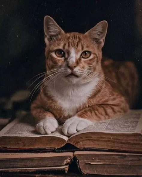 Даешь коту книгу!! - 2 Для тех, кто еще не видел читающих котов https