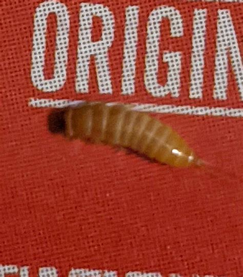 Powder Post Beetles Larvae at Qiana Flowers blog