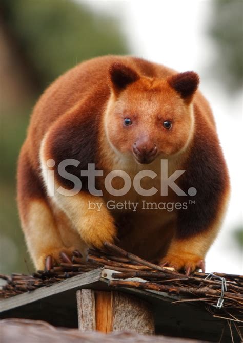 Tree Kangaroo Stock Photo | Royalty-Free | FreeImages