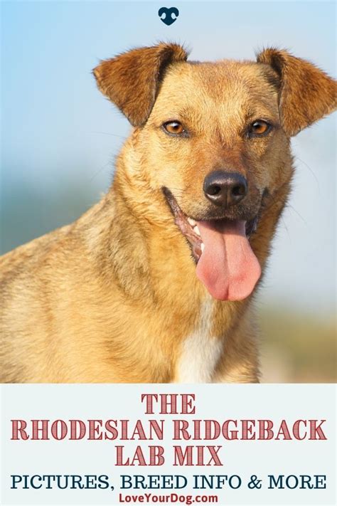 Rhodesian labrador breed info rhodesian ridgeback lab mix – Artofit
