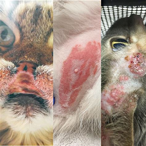 treating  managing feline skin allergies veterinary practice news