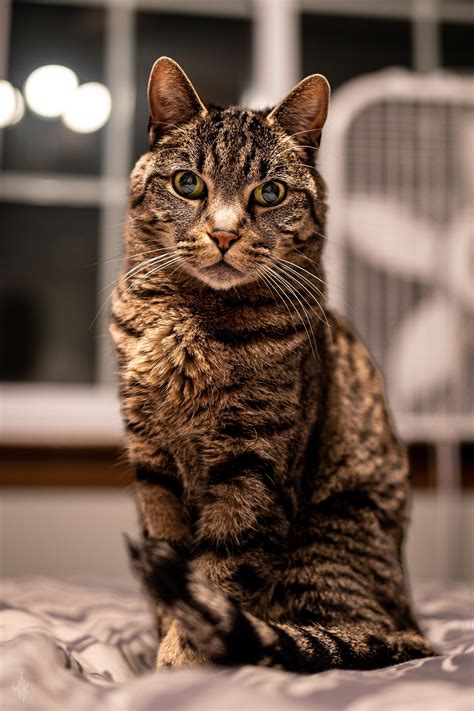 котейка - SafeReactor