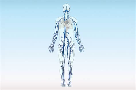 The vein system | Healthy Veins