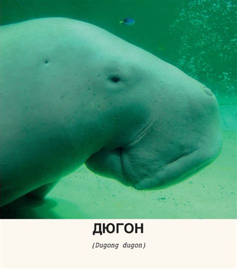 Грозни животни - Дюгон