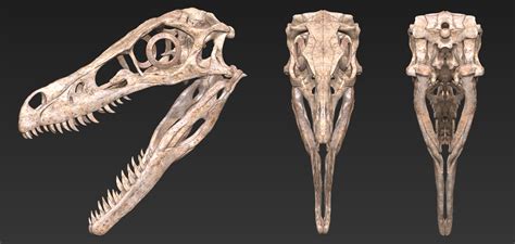 Vitamin Imagination - Velociraptor skeleton by.Vitamin Imagination