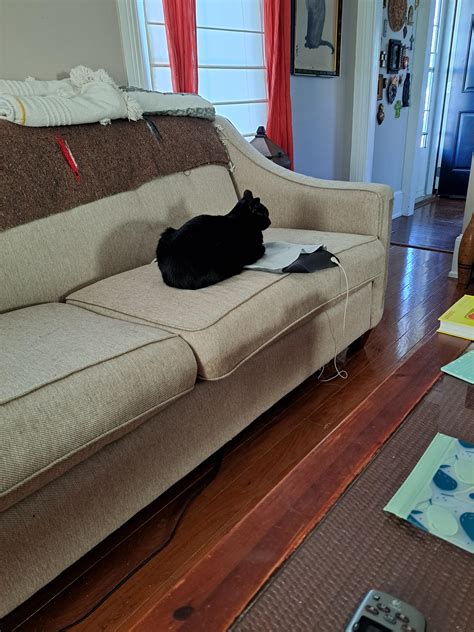 Animals have great instincts... : r/Earthing