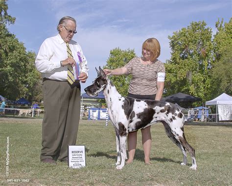 Everheart Harlequin and Mantle Great Danes
