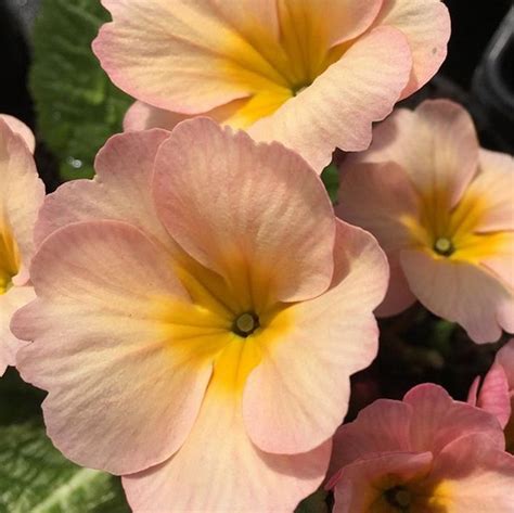 Primroses | Our Edible Flowers | The Flower Deli