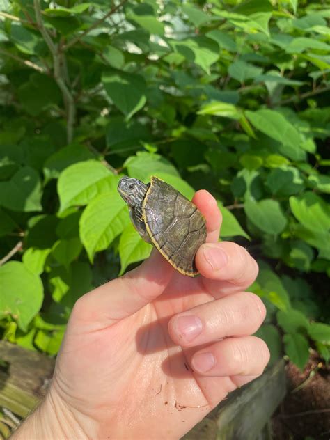 Charcoal Peninsula Cooter Turtle Babies For Sale | American Reptile