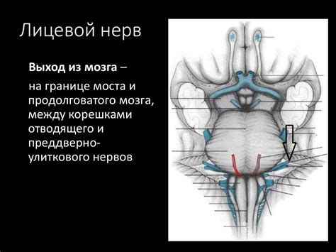 Лицевой нерв - презентация онлайн