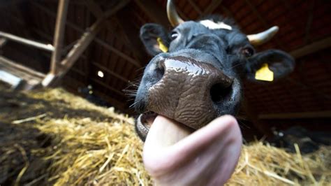 denmark passes law  ban bestiality bbc news