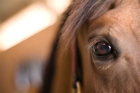 equine eye irongate equine clinic