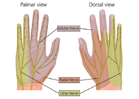 median nerve dermatome hand