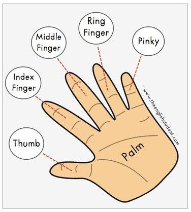 Finger Names | English vocabulary, English language teaching, English language learning