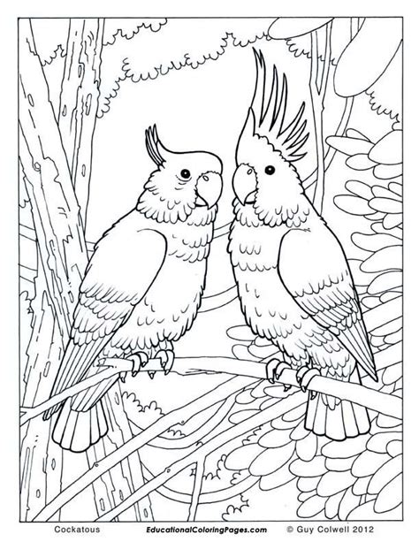 Rainforest Birds Coloring Pages at GetColorings.com | Free printable ...