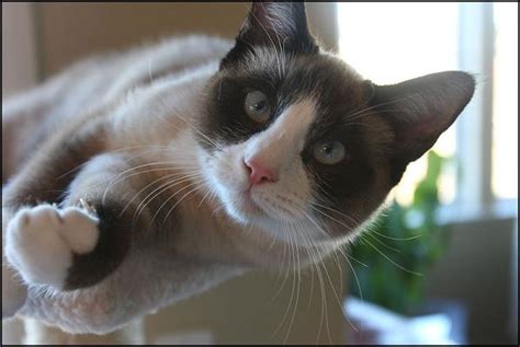 Snowshoe Cat Breed - Characteristics, Care and Health