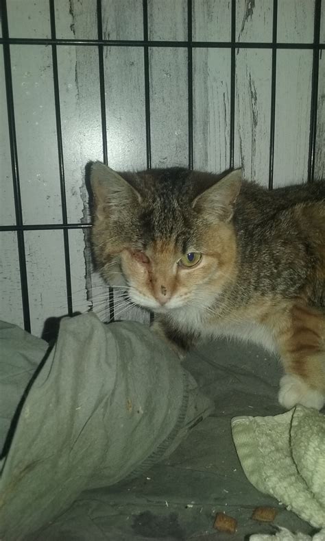 A utah herald investigation uncovers a hidden secret in the mountains 3