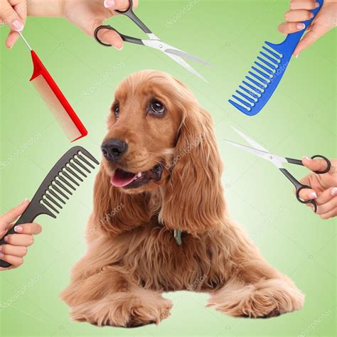 Cocker spaniel grooming at the salon for dogs — Stock Photo ...