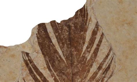 Dinosaur feathers reveal traces of ancient proteins