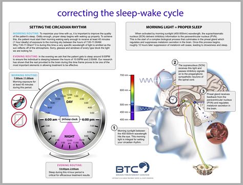 Circadian Rhythm Poster - Brain Treatment Center of Dallas