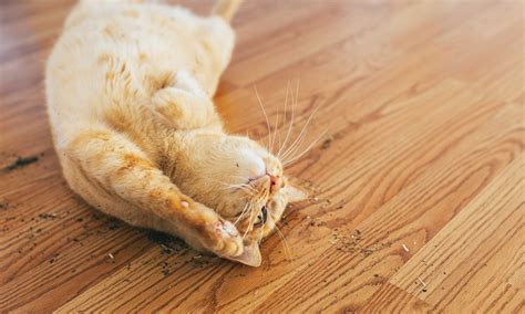 do cats eat catnip 3