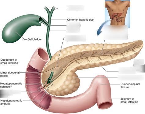 pancreatic duct Diagram | Quizlet