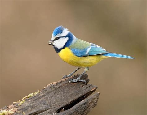Birdwatch ID Guide: Identify Types of British Tits & Finches