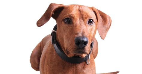 Redbone Coonhound Pictures - AZ Animals