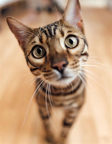 The Secret Language of Cats | Newsweek US - News - Read this story on ...