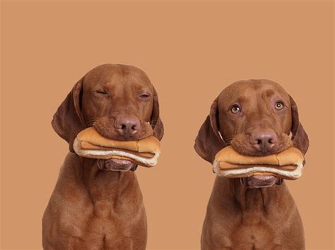 how many hot dogs are safe to eat