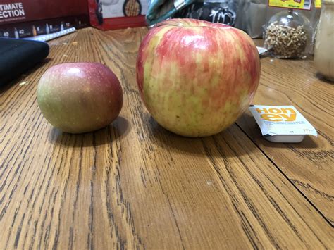 large apple     orchard yesterday rabsoluteunits