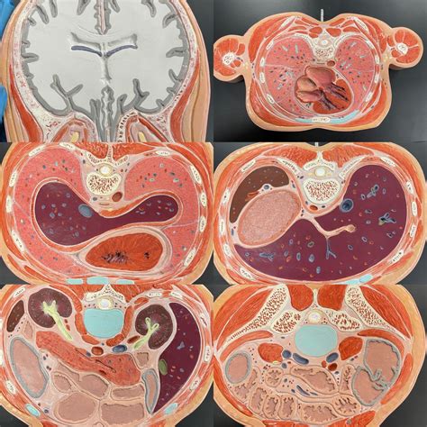 cross model organs diagram quizlet