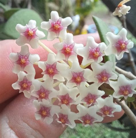 Hoya nummularoides – Rare & Air