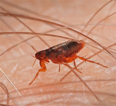 Flea Control Penrith | Flea Treatments Penrith | Critter Busters