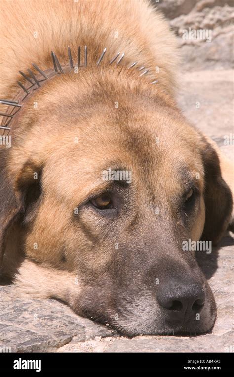 Sheep dog wolf collar hi-res stock photography and images - Alamy