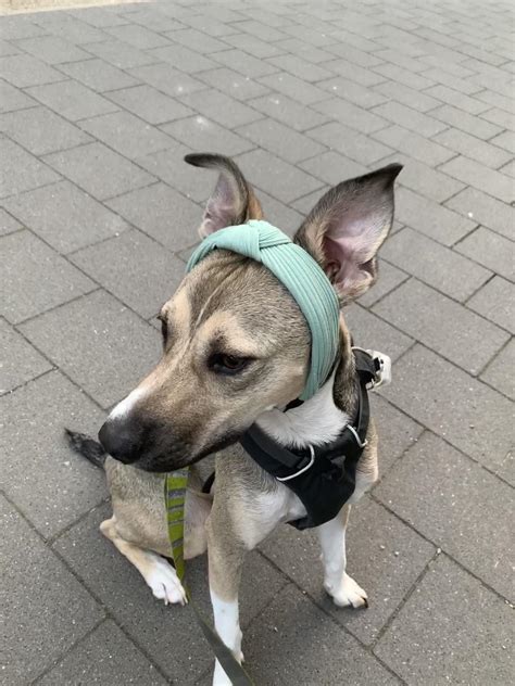 I put my headband on the dog and now I'm jealous that it looks better