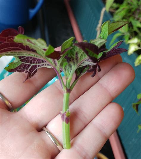 Coleus Propagation – A Girl And Her Plants