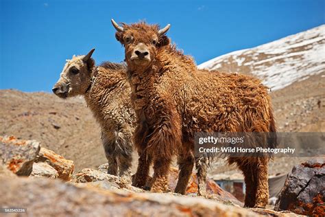 Two Young Yak At Xinjiang Of China High-Res Stock Photo - Getty Images