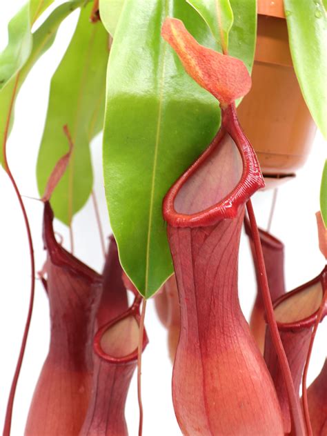 Nepenthes x "Ventrata" – Giardino Carnivoro