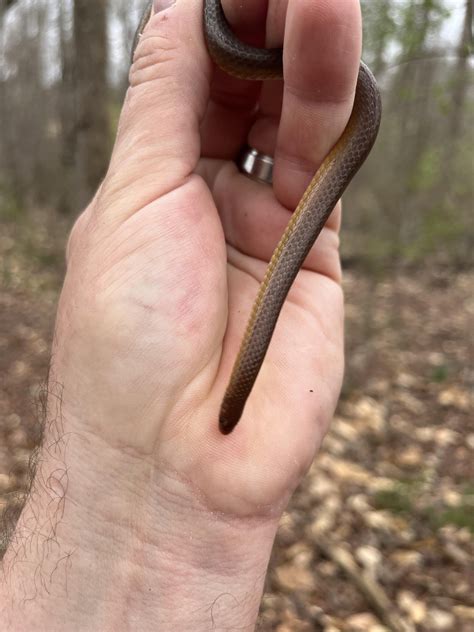 [Buford, Ga] Worm Snake, Carphophis amoenus? : r/whatsthissnake