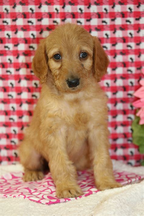 Labradoodle Golden Retriever at Joan Byrd blog